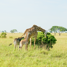 Giraffes Eating for Grass in the Wild